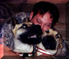 Great Dane Puppies , Great Danes for Sale , Great Dane Breeders